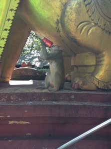 The monkeys at Mount Popa temple have learned to drink cola